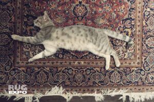 Pet Hair and Rugs