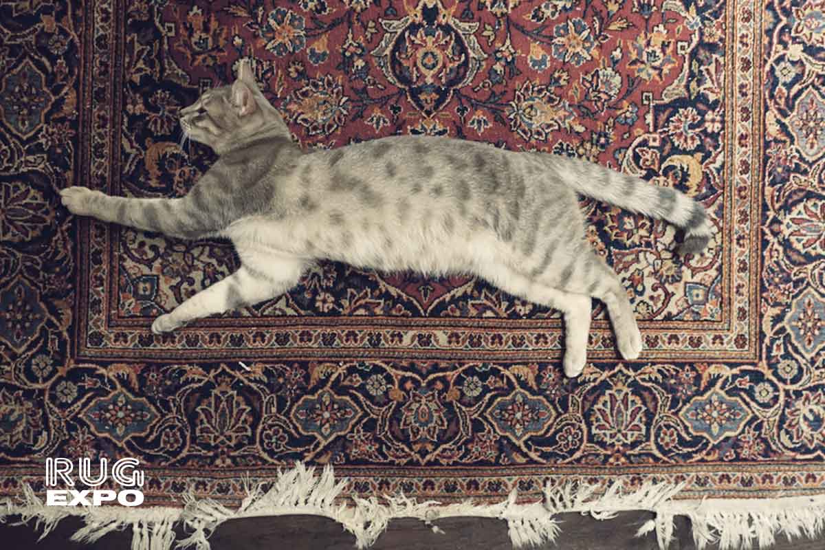 Pet Hair and Rugs