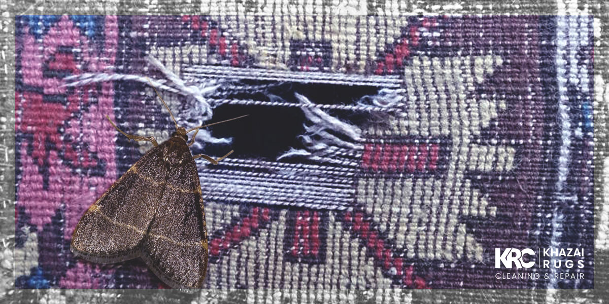 Can you fix the rug moth problem using DIY methods?
