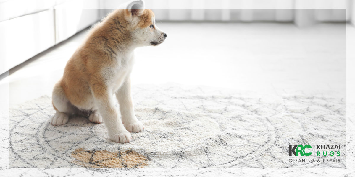 Guide To Pet Stains and Odor Removal