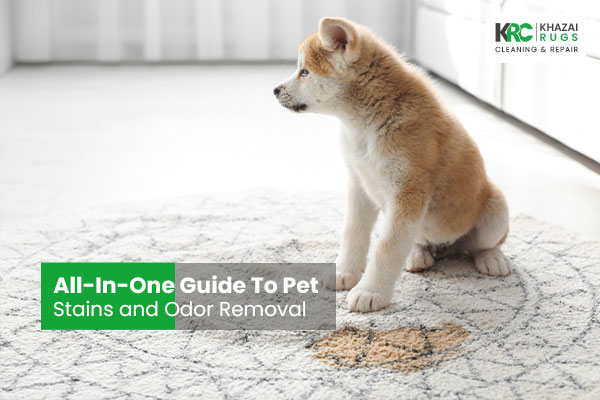 All-In-One Guide To Pet Stains and Odor Removal