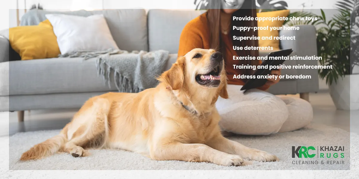 How to prevent your dog from chewing rugs, dog from chewing rugs