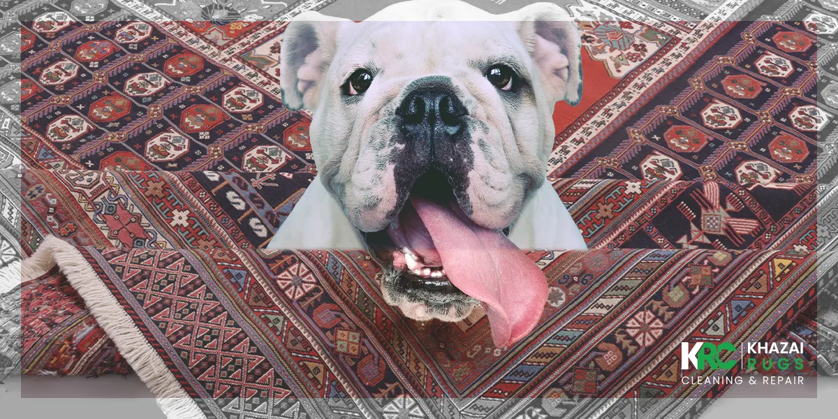 5 Things That Could Ruin Area Rugs,Pet Damage