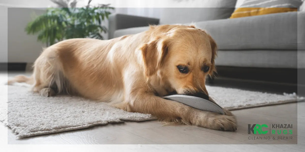 Puppy chewing carpet hotsell