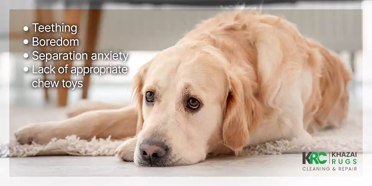 Stop puppy chewing store rug