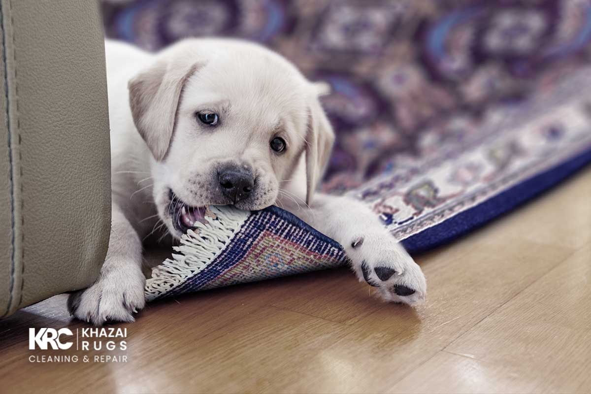 Common Causes of Rug Damage