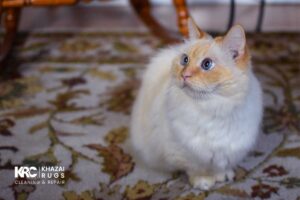 protect your rug from Pet Hair and Pet Odor